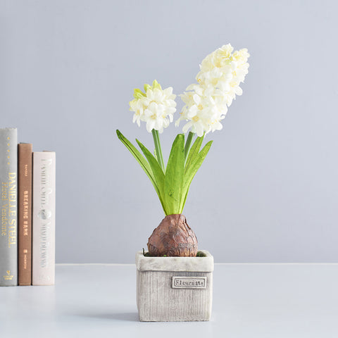Potted White Hyacinth