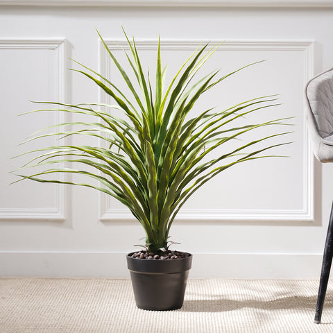 Small Potted Nolina Recurvata Plant