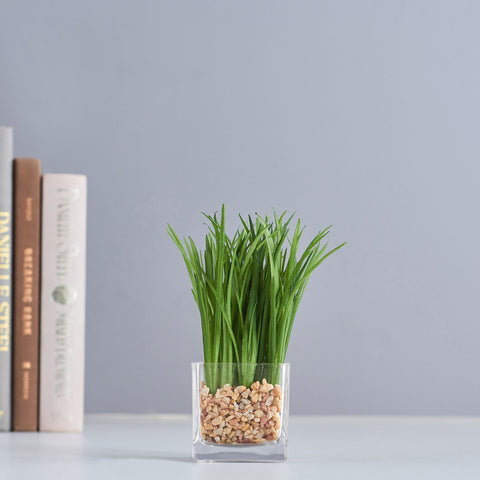 Water Grass in Glass Vase