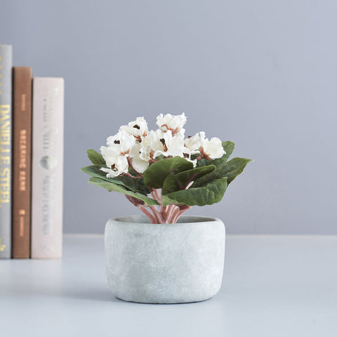 Potted White Viola
