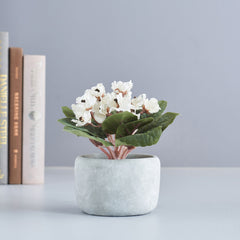 Potted White Viola