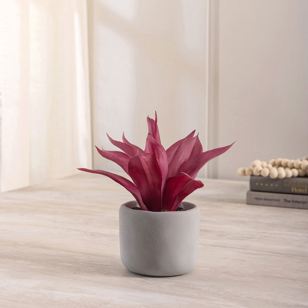 Set Of 2 Potted Red Agave