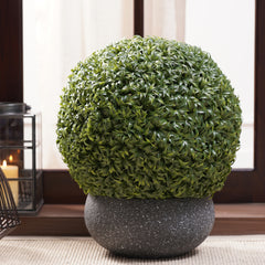 Potted Mini Vanilla Ball Topiary