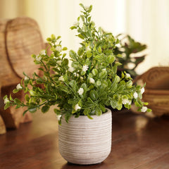 Green Artificial Plectranthus Plant with Cement Pot