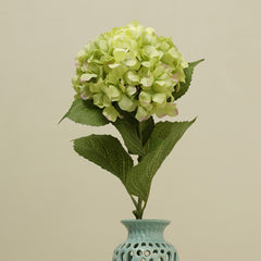 Hydrangea Green Stem