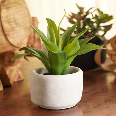 Green Artificial Agave Plant with Cement Pot