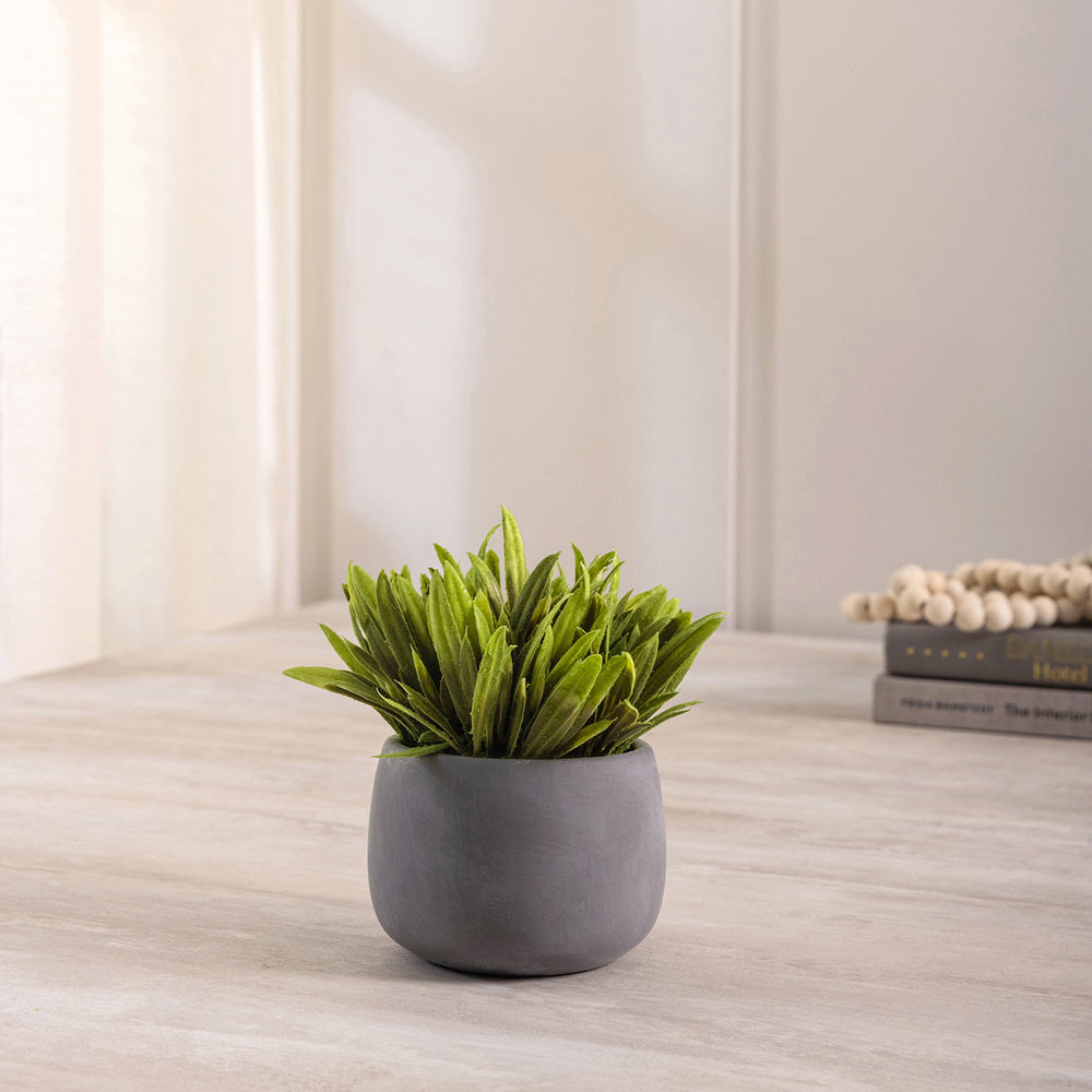 Greenery in Cement Pot