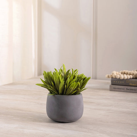 Greenery in Cement Pot