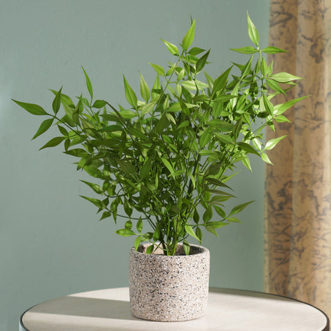 Green Faux Plant With Cement Pot