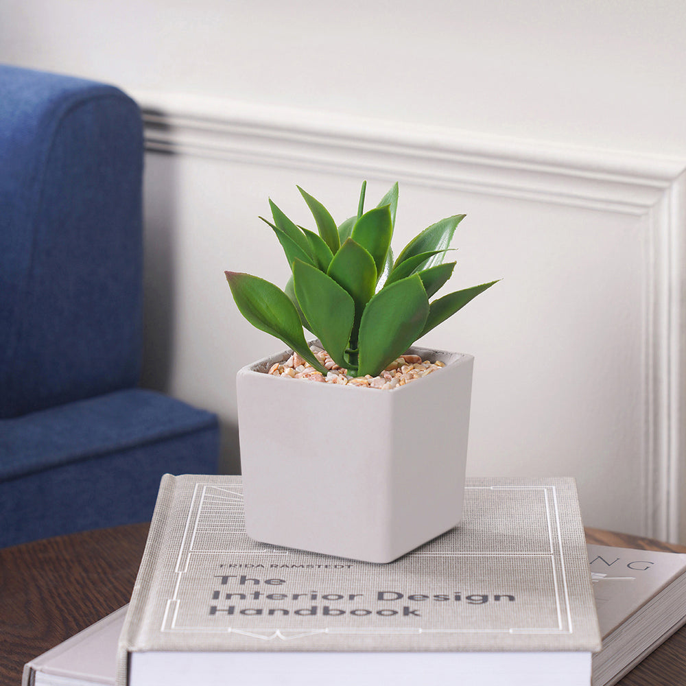 Potted Green Cactus