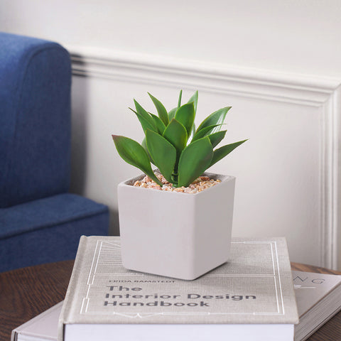 Potted Green Cactus