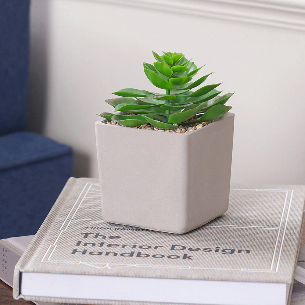 Potted Green Cactus