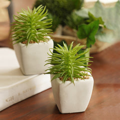 Set Of 2 Potted Green Cactus