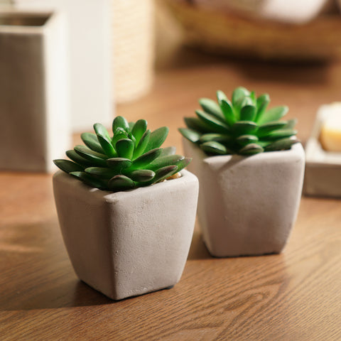 Set of 2 Potted Green Cactus
