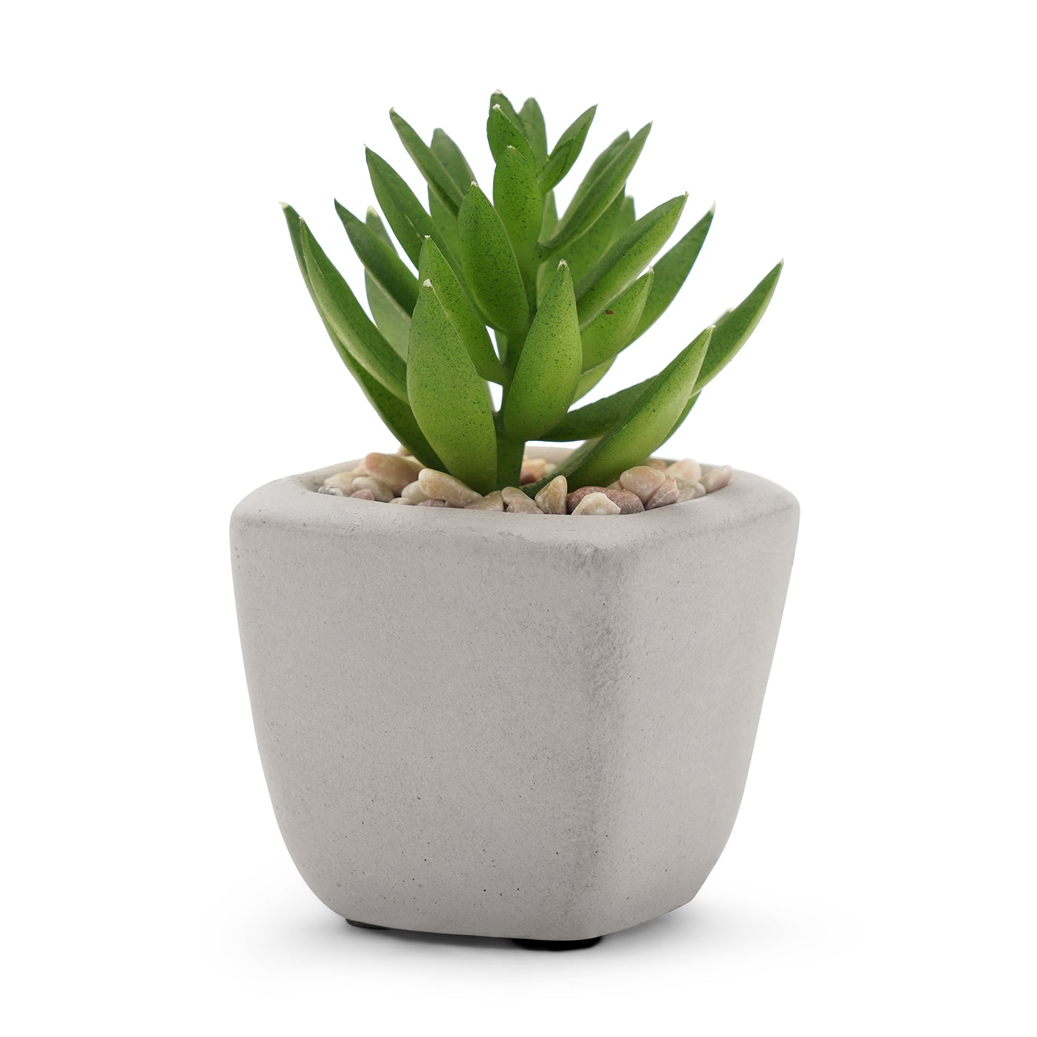 M✧succulent ·͜· ︎︎ᕷ Echeveria 'Pinky' – Surreal Succulents