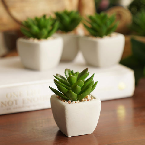 Set of 4 Potted Green Cactus