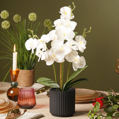 Ivory Artificial Orchid in Ceramic Pot