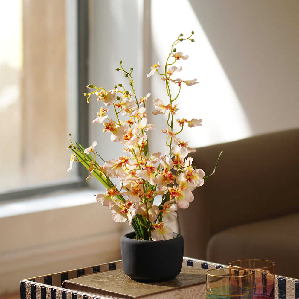 Ivory Artificial Dancing Lady Orchid in Cement Pot