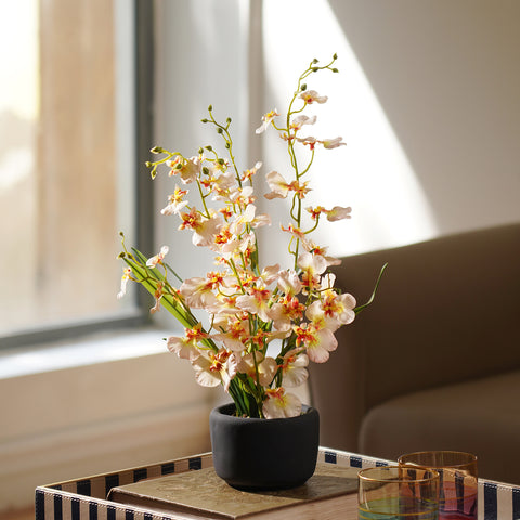 Ivory Artificial Dancing Lady Orchid in Cement Pot