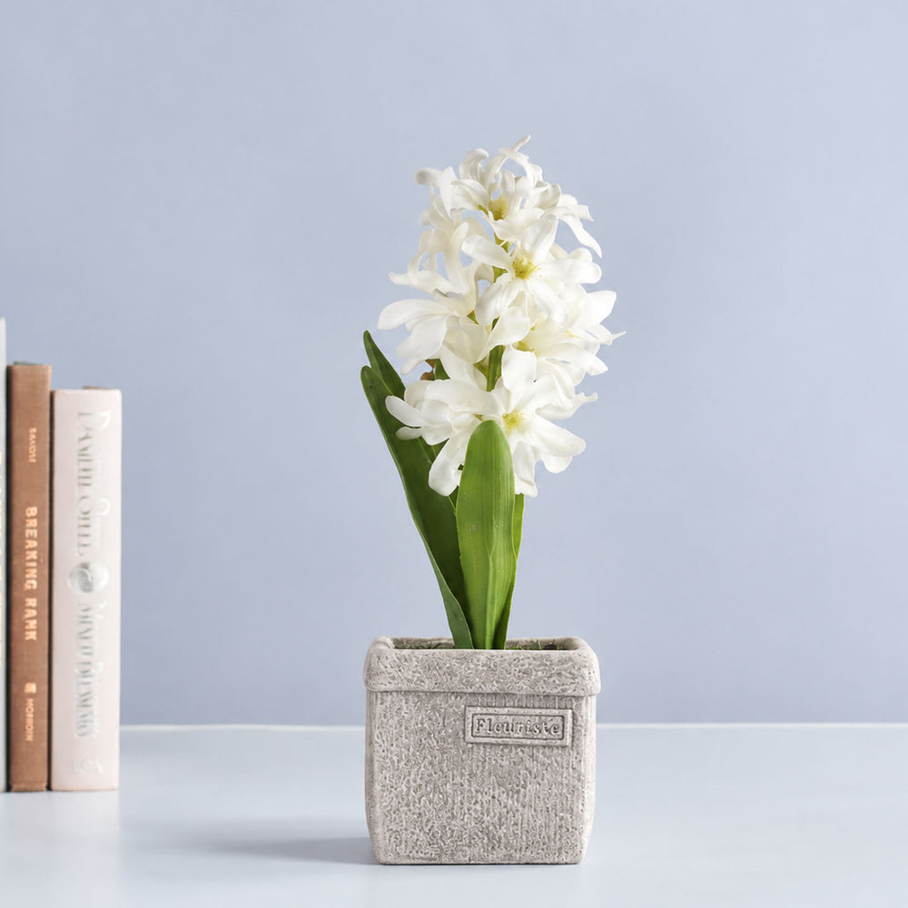 White Hyacinth with Square Pot