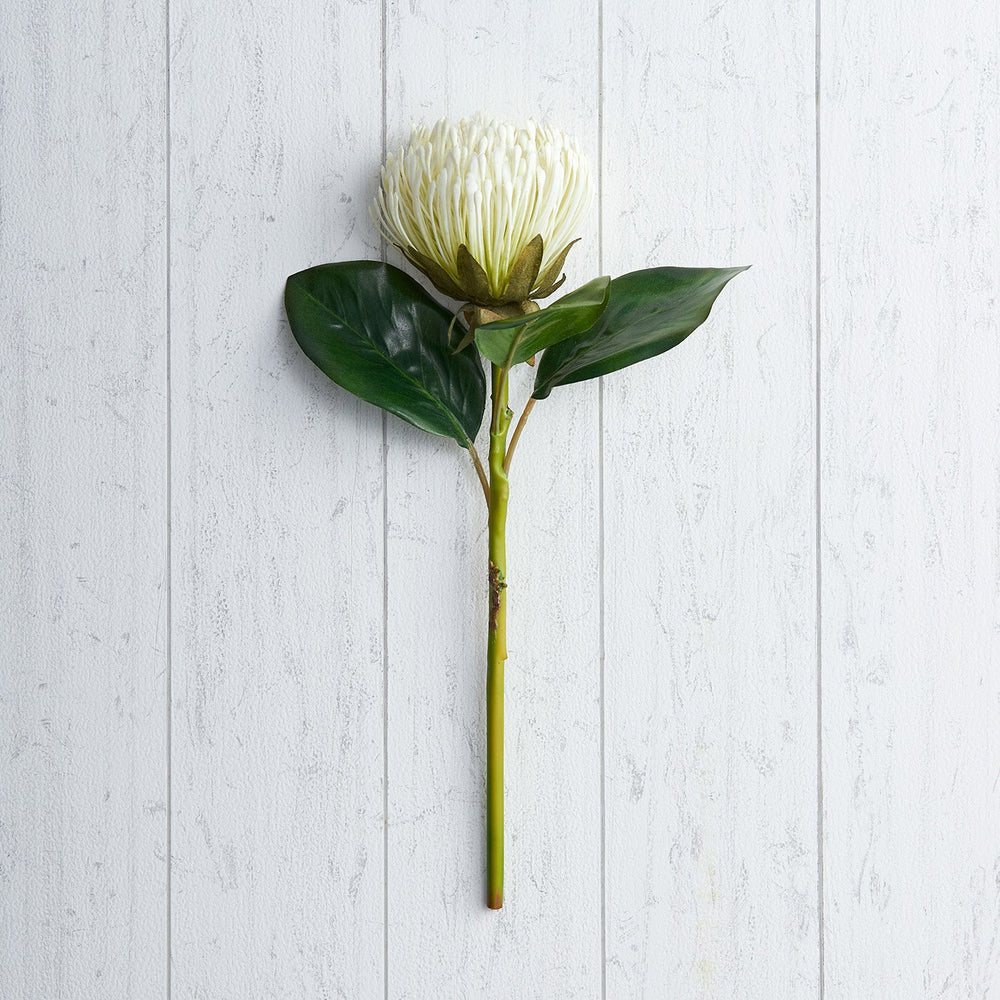 White Pin Cushion Protea Stem
