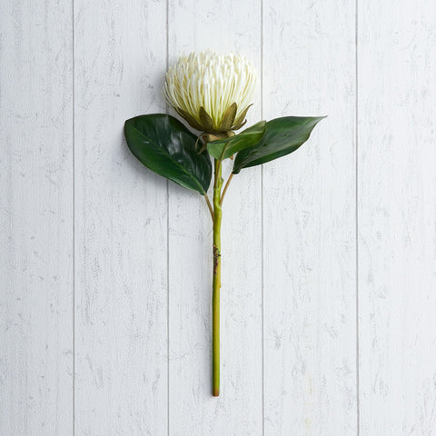 White Pin Cushion Protea Stem