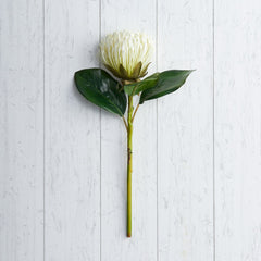 White Pin Cushion Protea Stem