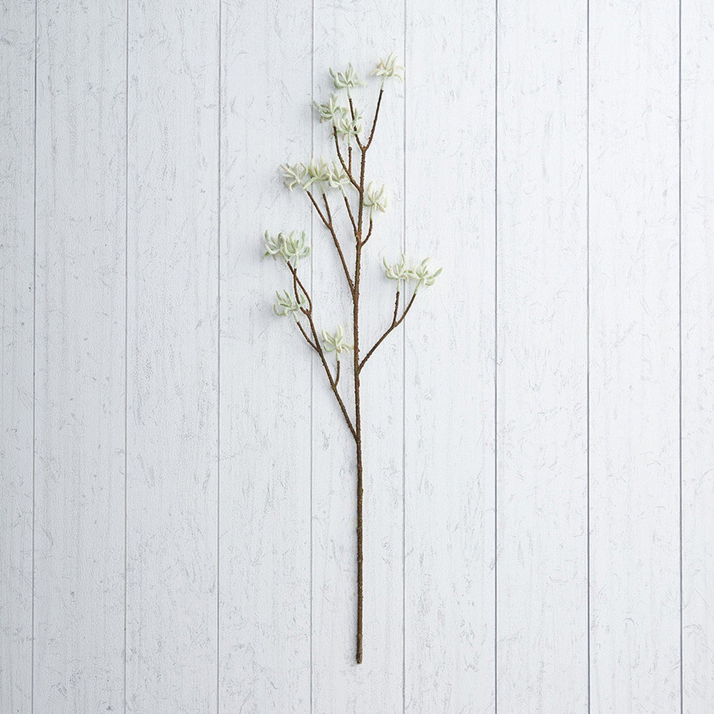 White Maple Branch