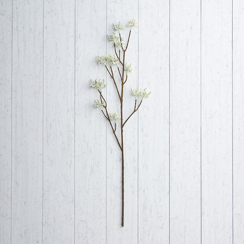 White Maple Branch
