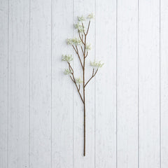White Maple Branch