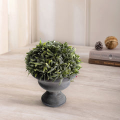 Rosemary In Paper Mache Urn