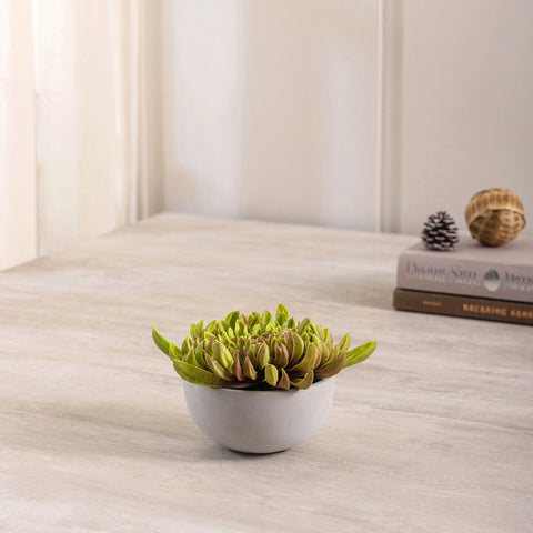 Chrysanthemum In Cement Pot