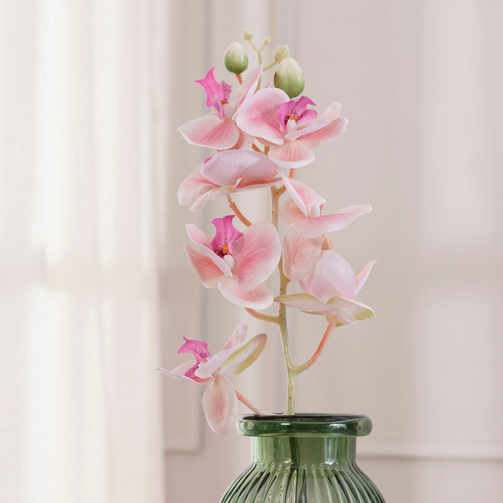 Orchid Pink Stem