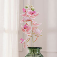 Orchid Pink Stem